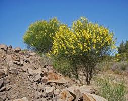 Image result for Aptosimum junceum