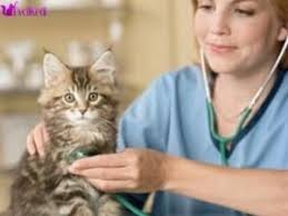 Kedilerde Beyin Hastaliklari Kedi