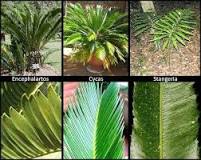 Image result