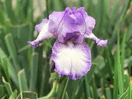 Since siberian iris does spread, be careful about picking a place in which to grow it. Iris Care Planting Growing Cultural Information