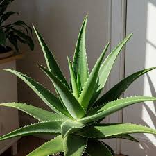 Image result for Aloe
