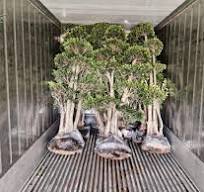 Ficus Microcarpa Bonsai,Ficus Panda Plant,Ficus lyrata For Sale