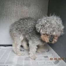 Available Pets At Tri Cities Animal Shelter Control Services In Pasco Washington Animal Shelter Animals Kitten Adoption