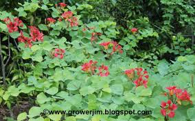 Image result for Bauhinia galpinii