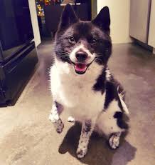 Black American Eskimo Dog For Sale Imo Inu American Eskimo Dog Shiba Inu Mix Named Countess Von Fawnda American Eskimo Dog Shiba Inu Mix Hybrid Dogs