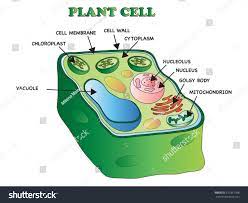Maybe you would like to learn more about one of these? Illustration Of An Plant Cell Royalty Free Stock Photo 371831098 Avopix Com