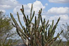 Image result for Cereus jamacaru