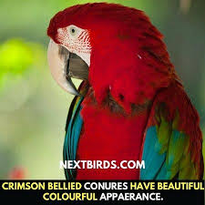 We did not find results for: Crimson Bellied Conures Next Birds