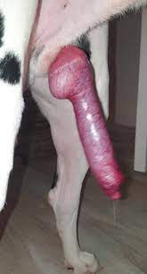 Bestiality Sex Taboo