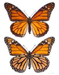 Monarque Deux Vues Du Meme Specimen Localite Lac Valmont Quebec Canada Dibujos De Mariposas Danaus Plexippus Arte De Mariposa