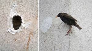 Europa (0.33 km entfernt) leipzig: Leipzig Krasser Fall Von Tierqualerei Vogel Wurden Eingemauert Stern De