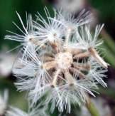 Image result for Vernonia hirsuta