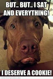 everything funny funny dog pictures funny dog memes funny dogs