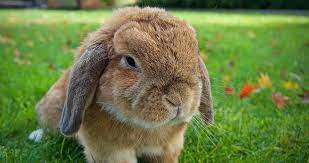 Huge selection of quality bulbs and seeds to be safely delivered to your door. Holland Lop Rabbit Breeders With Bunnies For Sale The Nature Trail
