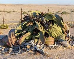 Image result for Arthraerua