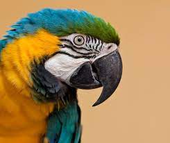 Most Popular Names For Birds Bechewy