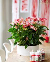 Pin On Plants Indoors Outdoors