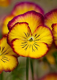 Pin On Flowers