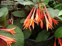 This form of fuchsia is great for south florida. Plantfiles Pictures Fuchsia Gartenmeister Bonstedt Fuchsia Triphylla By Richswanner