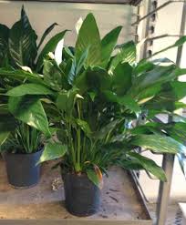 Feeding your plant during the spring and summer, and regularly deadheading spent flowers will also help encourage blooming. Spathiphyllum Mauna Loa Peace Lily Peace Lily Spathe Flower White Sails North Carolina Extension Gardener Plant Toolbox