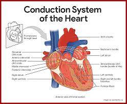Cardiovascular System Anatomy And Physiology Study Guide