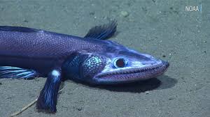 Deep Sea Explorers Find Mysterious Creatures And One Horror Off Carolinas Coast Deep Sea Deep Sea Creatures Fish