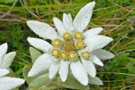 The Edelweiss Flower Its Meaning Amp Symbolism Edelweiss Flower Flowers Edelweiss