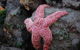 It's an echinoderm, closely related to sea urchins and sand dollars. Starfish Can See In The Dark Among Other Amazing Abilities Scientific American