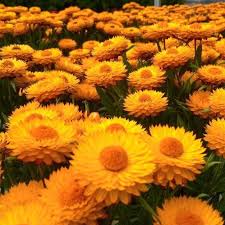 Bunga cantik di desktop (37). Anak Pokok Bunga Kekwa Ungu Purple Chrysanthemum Potted Plants Live Flowers Bunga Hiasan Cantik Pokok Bunga Hidup Shopee Malaysia