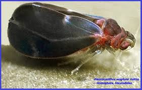 Image result for Afroligusticum