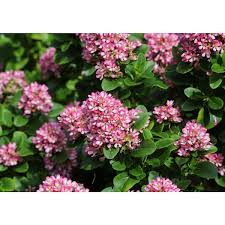 Image result for Escallonia