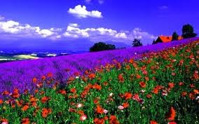 El contraste del negro realzando a través de las flores brillantes este fondo de pantalla es muy útil e inspirador cuando todos los problemas del día parecen abrumarte. 2915 Paisaje Fondos De Pantalla Hd Fondos De Escritorio Wallpaper Abyss