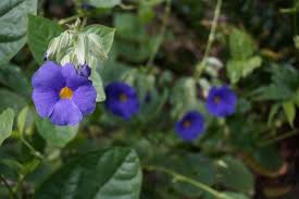 Image result for Thunbergia battiscombei