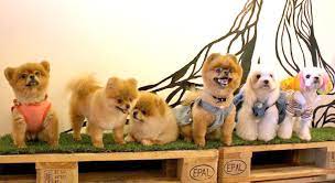 The dog cafe in #seoul #korea. Furry Frenzy 10 Pet Friendly Cafes In Kuala Lumpur