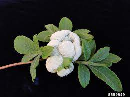 Galls On Azaleas Bygl