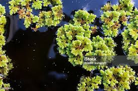 Image result for Azolla pinnata
