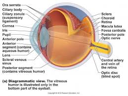 Middle lamina contains polysaccharides that provide adhesion and allows binding of the cells to one. Labeled Eye Diagram Eye Anatomy Diagram Eye Anatomy Human Anatomy Chart
