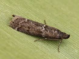 Image result for Pyla fusca