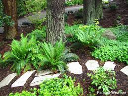 We Need This Path Thru The Woodland Garden Shade Garden Shade Plants Creative Gardening