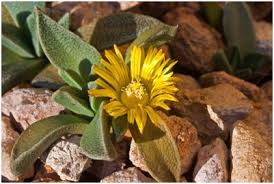 Image result for Plinthus sericeus