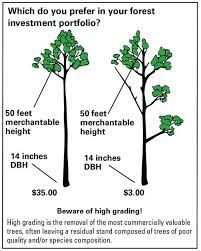 For demonstration sake, our imaginary tree has a species value of 70%, a location value of 80% and a condition value of 70%. Timber Sales A Planning Guide For Landowners Nc State Extension Publications