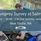 Pacific Lamprey Survey at Salmon Creek