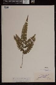 Image result for Aleuritopteris welwitschii