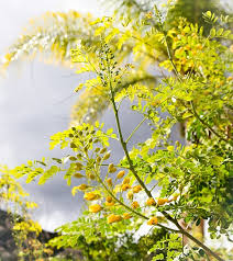 Hairs may cause irritation if touched. This Coulea Common Name Bladder Pod Has Dreamy Yellow Flowers In The Sunlight By Gloria Moeller Photo Stock Snapwire