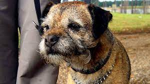 Bbc Three - Dog Borstal, Series 2, Episode 10
