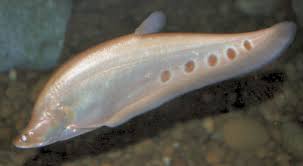 knifefishes aquarium knifefish fish guides for knifefish