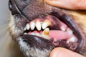 How to remove plaque from dog's teeth. How To Clean Tartar Off Dog S Teeth At Home Dog Tartar 101