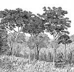 Image result for Sterculia quinqueloba
