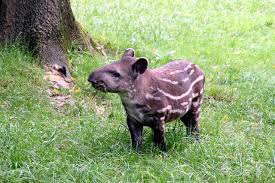 A tapir is a herbivorous animal that is distinguished by the presence of a short, prehensile nose trunk. Describe Then Interpret Http Endpoints Using Tapir By Adam Warski Softwaremill Tech Blog
