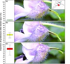 Image result for Impatiens burtonii